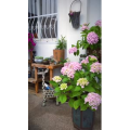 风景合集4425