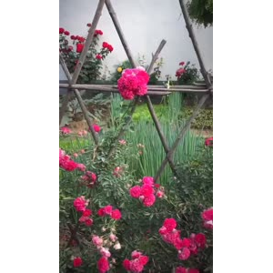 风景合集4432