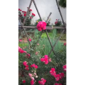 风景合集4432