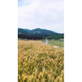 风景合集4454