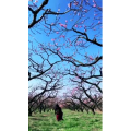风景合集4563