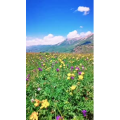 风景合集4565