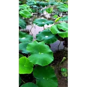 风景合集4601
