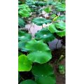 风景合集4601