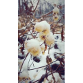 风景合集4622