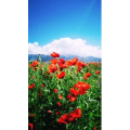 风景合集4649