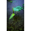 风景合集4664