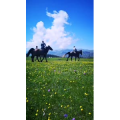 风景合集4669