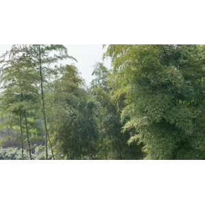 风景合集4851