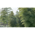 风景合集4851