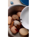 美食制作409
