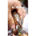美食制作467