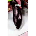美食制作2036