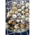 美食制作4345