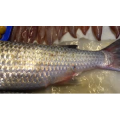 切鱼肉解压9