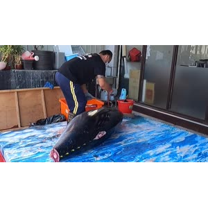 切鱼肉解压11