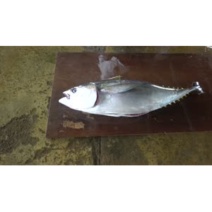 切鱼肉解压14