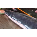 切鱼肉解压23