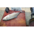 切鱼肉解压54
