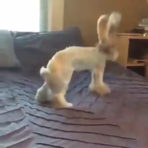 国外搞笑29