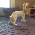 国外搞笑29