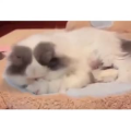 国外搞笑38