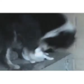 国外搞笑41