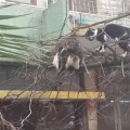 国外搞笑56