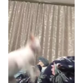 国外搞笑73