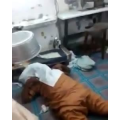 国外搞笑93