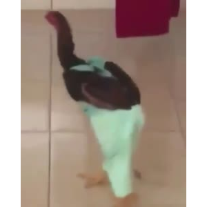 国外搞笑100
