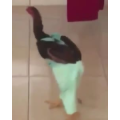 国外搞笑100
