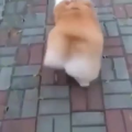 国外搞笑152