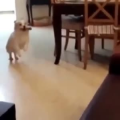 国外搞笑165