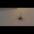 国外搞笑172