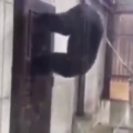 国外搞笑185