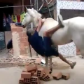 国外搞笑245