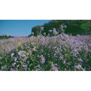 韩国舞蹈538