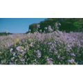 韩国舞蹈538