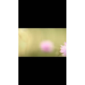 伤感励志1261