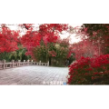 伤感励志4041