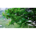 伤感励志4878