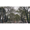 伤感励志6262