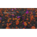 伤感励志6554