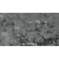 伤感励志6802