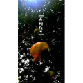 文字类1274