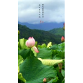 文字类1372
