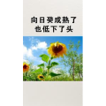 文字类5096